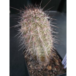 Echinocereus ferreirianus ( San Borja / BC)  wurzelecht !