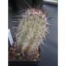 Echinocereus ferreirianus ( San Borja / BC)  wurzelecht !