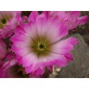 Echinocereus sciurus 9,5cm !