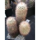 Echinocereus sciurus 9,5cm !