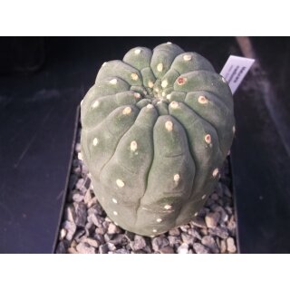 Matucana madisoniorum gro&szlig; u. bl&uuml;hf&auml;hig !