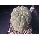 Matucana madisoniorum gro&szlig; u. bl&uuml;hf&auml;hig !