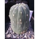 Matucana madisoniorum gro&szlig; u. bl&uuml;hf&auml;hig !