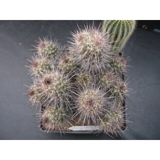 Mammillaria (Cochemiea) maritima absolute Schaupflanze wurzelecht !!