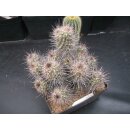 Mammillaria (Cochemiea) maritima absolute Schaupflanze wurzelecht !!
