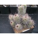 Mammillaria (Cochemiea) maritima absolute Schaupflanze wurzelecht !!