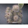 Mammillaria (Cochemiea) maritima absolute Schaupflanze wurzelecht !!