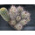 Mammillaria (Cochemiea) maritima absolute Schaupflanze wurzelecht !!