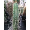 Trichocererus macrogonus Kopfst&uuml;ck / Klon mit extrem...