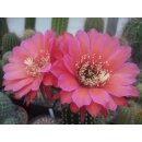 Trichocereus (4073) Multihybride gro&szlig;es bewurzeltes...
