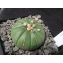 Astrophytum asterias Hybride 4,5cm wurzelecht