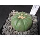 Astrophytum asterias Hybride 4,5cm wurzelecht