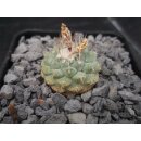 Strombocactus disciformis 3cm wurzelecht !