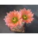 Echinocereus fendleri Hybride gro&szlig; u. frosthart !!