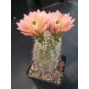Echinocereus fendleri Hybride gro&szlig; u. frosthart !!