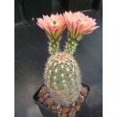 Echinocereus fendleri Hybride gro&szlig; u. frosthart !!