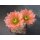 Echinocereus fendleri Hybride gro&szlig; u. frosthart !!