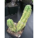 Trichocereus pachanoi "monstrosus" gro&szlig;...