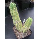 Trichocereus pachanoi "monstrosus" gro&szlig;...