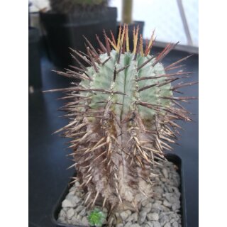Euphorbia horrida gro&szlig; 11cm !