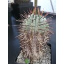 Euphorbia horrida gro&szlig; 11cm !