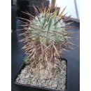 Euphorbia horrida gro&szlig; 11cm !