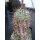 Euphorbia horrida gro&szlig; 11cm !