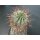 Euphorbia horrida gro&szlig; 11cm !