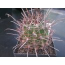 Ferocactus acanthodes ( Tucson AZ ) 7,5cm !