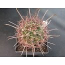 Ferocactus acanthodes ( Tucson AZ ) 7,5cm !