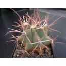Ferocactus emoryi var. rectispinus 8,5cm !