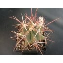 Ferocactus emoryi var. rectispinus 8,5cm !