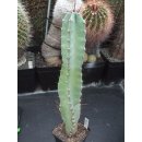 Cereus argentinensis bewurzeltes Kopfstück 36cm  !!