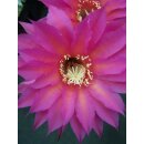 Echinopsis (1051) Hybride "Uranus x Eroica Klon13"