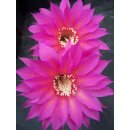 Echinopsis (1051) Hybride "Uranus x Eroica Klon13"
