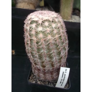 Echinocereus pectinatus (Aldama Chi.)  WE !!