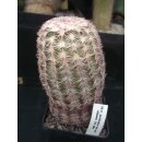 Echinocereus pectinatus (Aldama Chi.)  WE !!