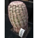 Echinocereus pectinatus (Aldama Chi.)  WE !!