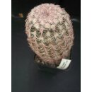 Echinocereus pectinatus (Aldama Chi.)  WE !!