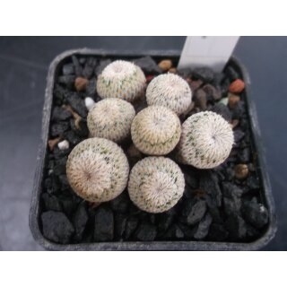 Epithelantha micromeris Nachzuchtpflanze 4cm !