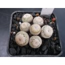 Epithelantha micromeris Nachzuchtpflanze 4cm !