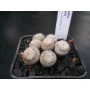 Epithelantha micromeris Nachzuchtpflanze 4cm !