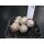 Epithelantha micromeris Nachzuchtpflanze 4cm !