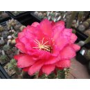 Trichocereus Hybride Gr&auml;sers Erfolg (Original) /...
