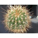 Trichocereus Hybride Gr&auml;sers Erfolg (Original) /...