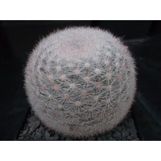 Mammillaria candida  9cm WE !!