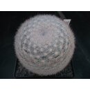 Mammillaria candida  9cm WE !!