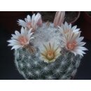 Mammillaria candida  9cm WE !!