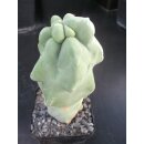 Lophocereus schottii  monstrosus extrem selten !!!