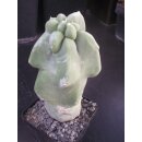 Lophocereus schottii  monstrosus extrem selten !!!